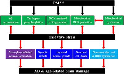 Predisposition to Alzheimer’s and Age-Related Brain Pathologies by PM2.5 Exposure: Perspective on the Roles of Oxidative Stress and TRPM2 Channel